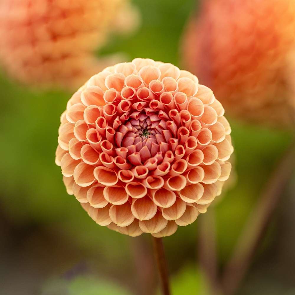 Dahlia 'Cornel Brons'